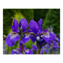 Florfoto av iris sibirica perfect poster