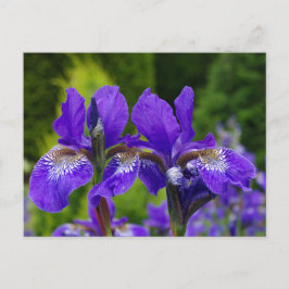 Florfoto av iris sibirica vykort