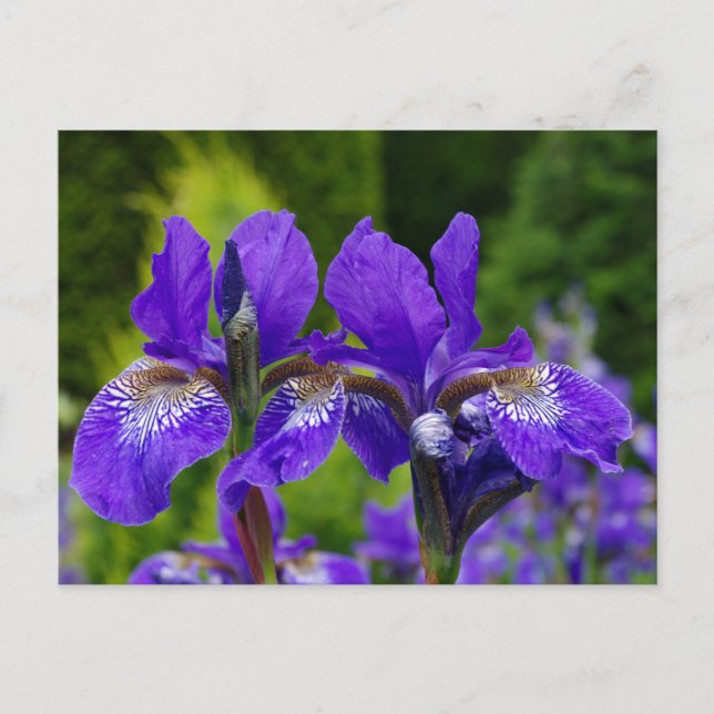 Florfoto av iris sibirica vykort (Framsida)