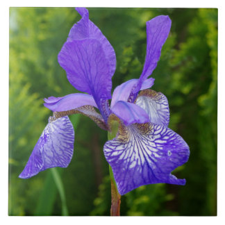 Florfoto av iris sybirica kakelplatta