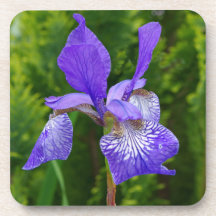 Florfoto av iris sybirica