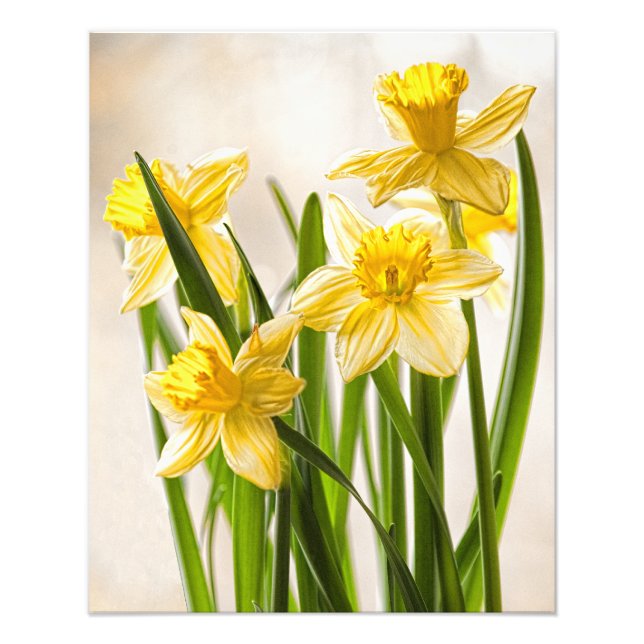 Florfotografi: Gult Vår Daffodils Fototryck (Framsidan)