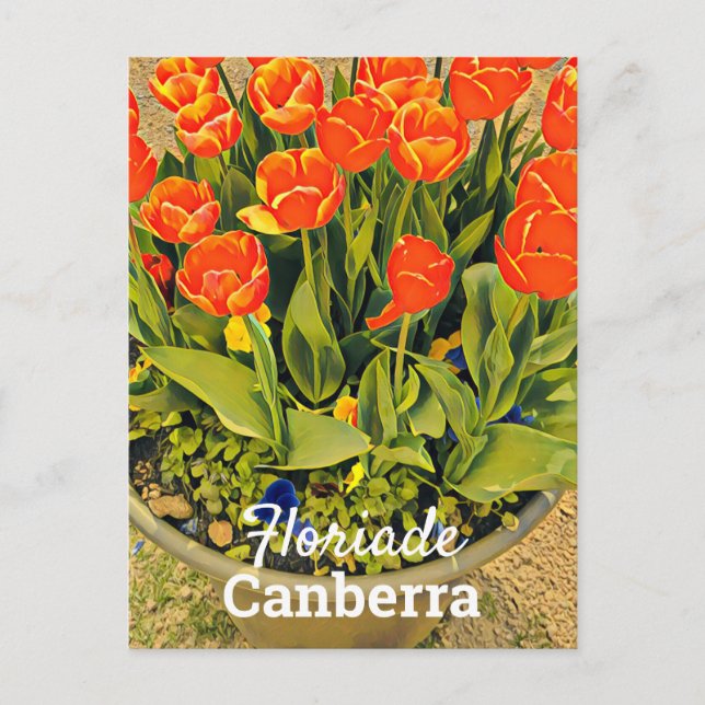 Floriade Canberra Australiens blomtulipfestival Vykort (Framsida)