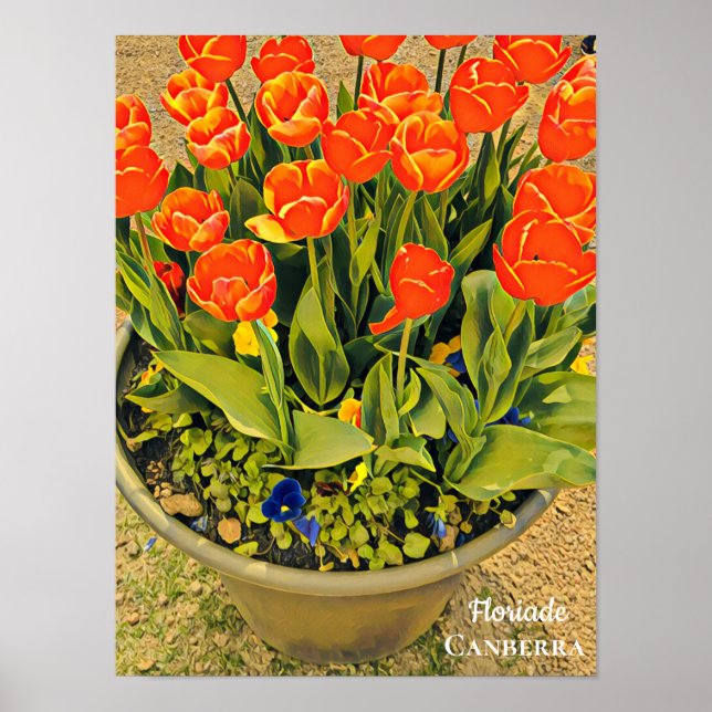 Floriade Canberra-blomfestivalen för trycktulpaner Poster (Framsidan)
