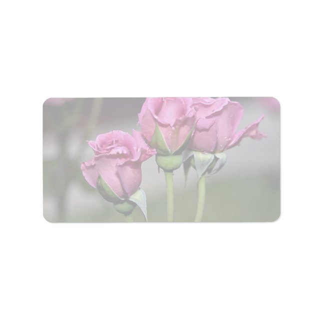 Floribunda 'Angel Ansikte' Ro Adressetikett (Framsidan)