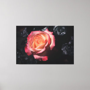 Floribunda rosa Sheilas parfym på kanfas Canvastryck