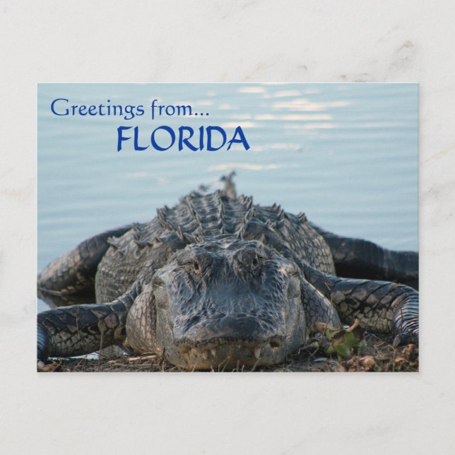 Florida Alligator Postcard Vykort (Framsida)