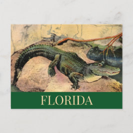 Florida Alligator Postkort Vykort