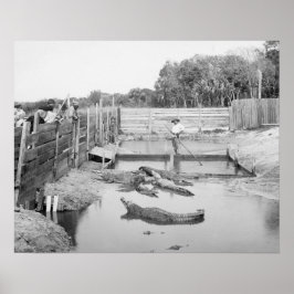 Florida Alligator Show, 1904. Gammalt Foto Poster