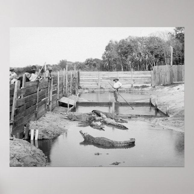 Florida Alligator Show, 1904. Gammalt Foto Poster (Framsidan)