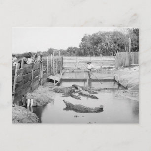 Florida Alligator Show, 1904 Vykort
