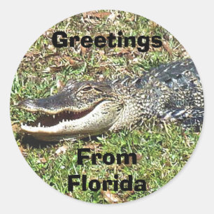 Florida Alligator Sticker Hälsning från Florida Runt Klistermärke
