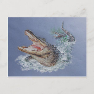 Florida Alligator Vykort