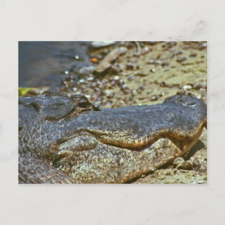 Florida Alligator Vykort