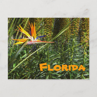 Florida Bird of Paradise Postcard Vykort