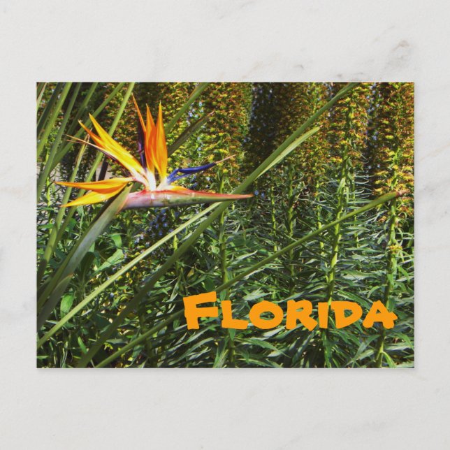 Florida Bird of Paradise Postcard Vykort (Framsida)