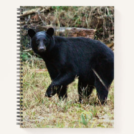 Florida Black Bear