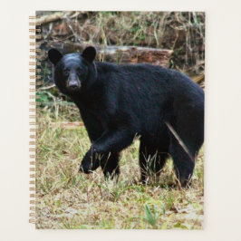 Florida Black Bear