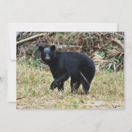 Florida Black Bear Anteckningskort