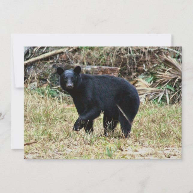 Florida Black Bear Anteckningskort (Framsida)