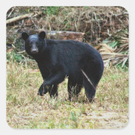 Florida Black Bear Fyrkantigt Klistermärke