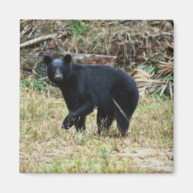 Florida Black Bear Magnet (Framsidan)