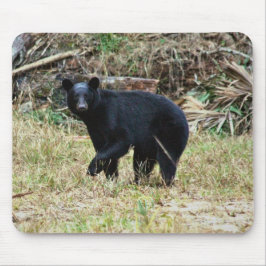 Florida Black Bear Musmatta
