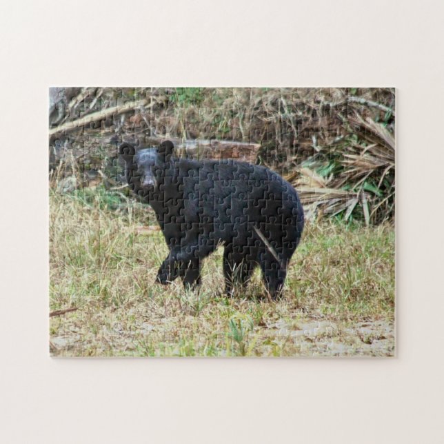 Florida Black Bear Pussel (Horisontell)