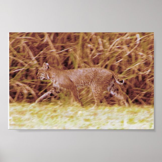 Florida Bobcat Poster (Framsidan)