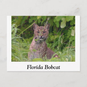 Florida Bobcat Vykort