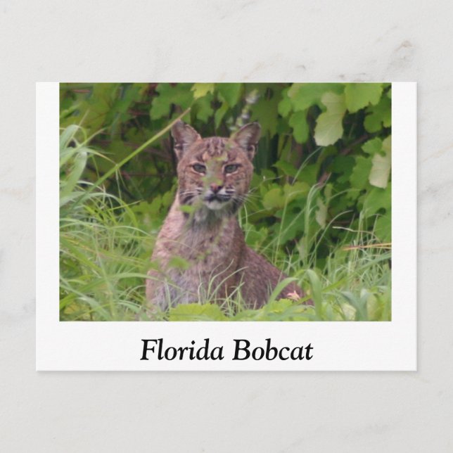 Florida Bobcat Vykort (Framsida)