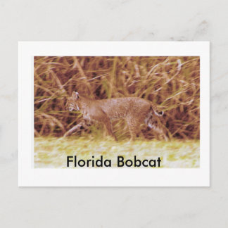 Florida Bobcat Vykort