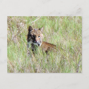 Florida Bobcat Vykort