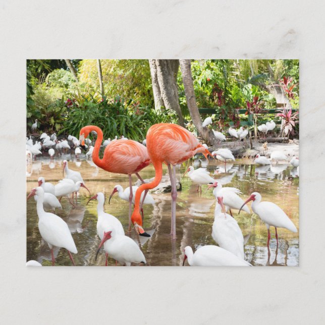 Florida Bonita Vår Rosa Flamingo Travel Vykort (Framsida)