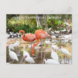 Florida Bonita Vår Rosa Flamingo Travel Vykort