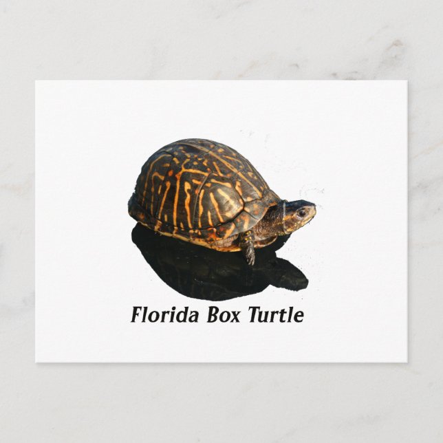 Florida Box turtle Photograf w Text Vykort (Framsida)