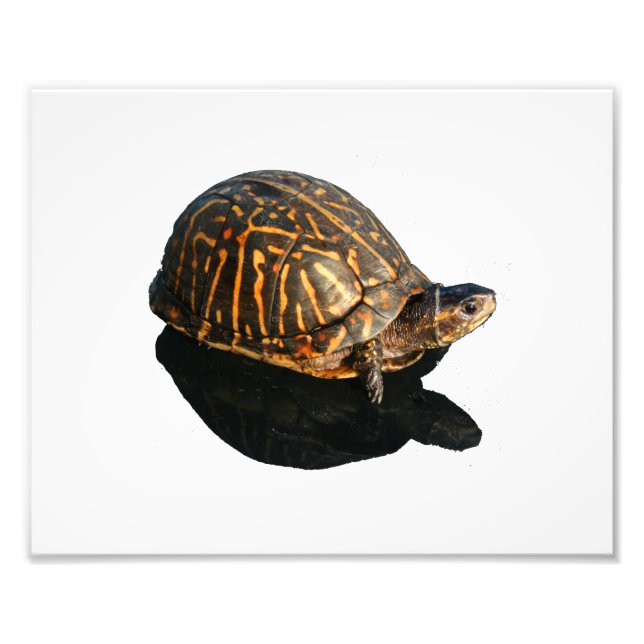 Florida Box turtle Photography with Shadow Cutout Fototryck (Framsidan)
