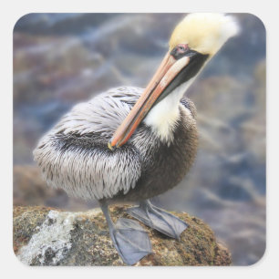 Florida Brown Pelican Ställande Jetty Sten Fyrkantigt Klistermärke