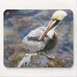 Florida Brown Pelican Ställande Jetty Sten Musmatta