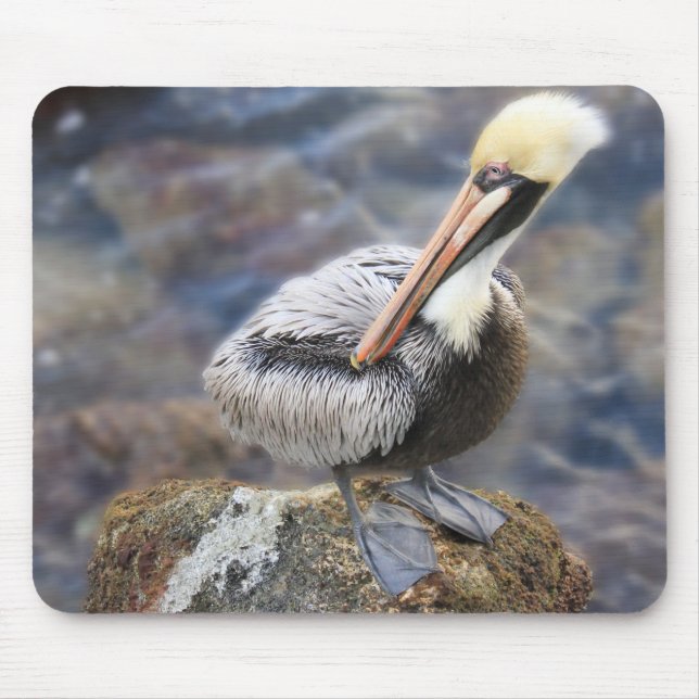 Florida Brown Pelican Ställande Jetty Sten Musmatta (Framsidan)