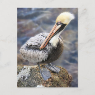 Florida Brown Pelican Ställande Jetty Sten Vykort
