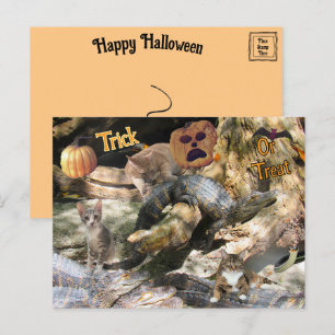 Florida Cat och Gator Halloween Postcard Helg Vykort
