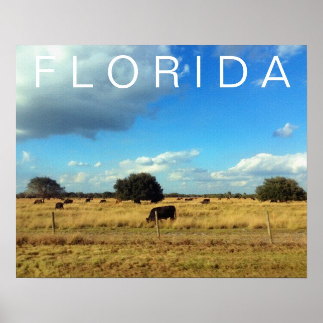 Florida Cattle Poster (Framsidan)