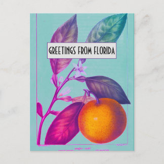 Florida Citrus Postcard Vykort