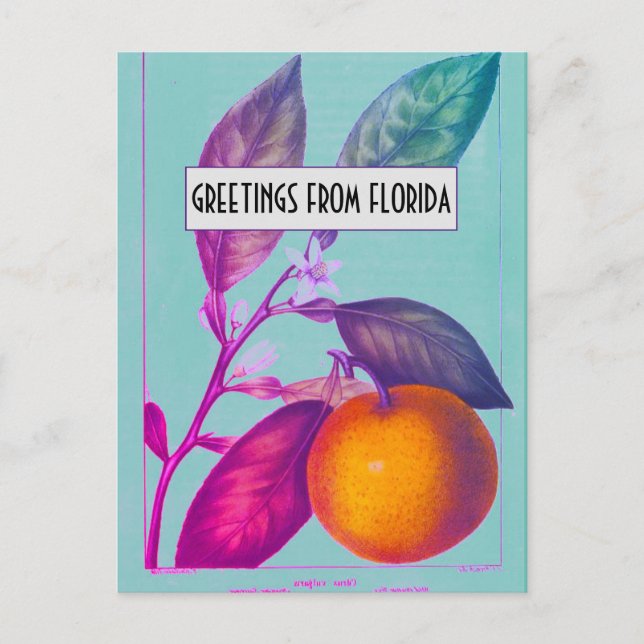 Florida Citrus Postcard Vykort (Framsida)