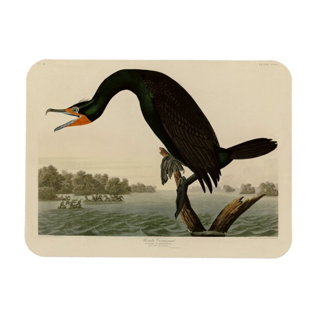 Florida Cormorant från Audubon's Birds of America Magnet (Horisontell)