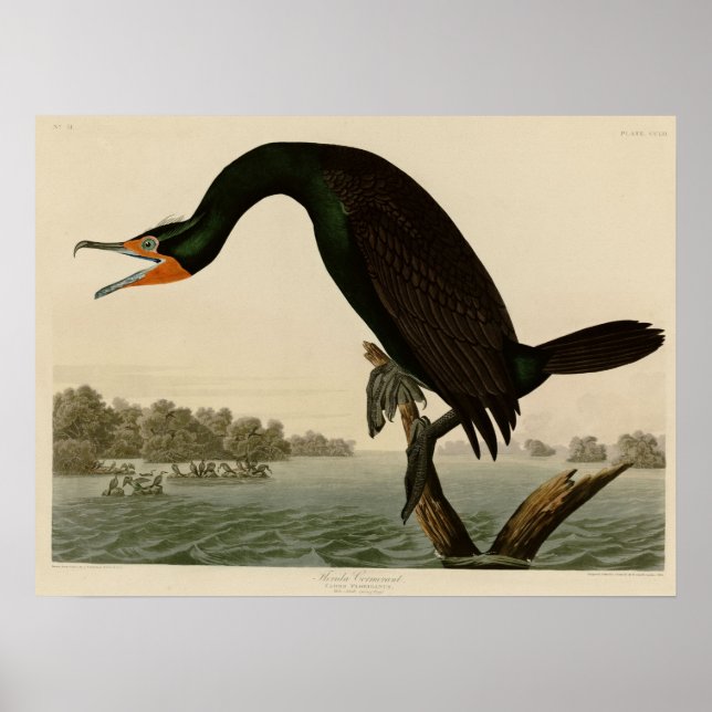 Florida Cormorant Poster (Framsidan)