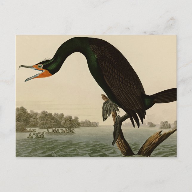 Florida Cormorant Vykort (Framsida)