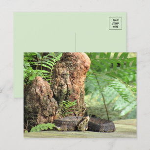 Florida Cottonmouth i Swamp Vykort