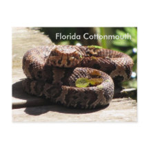 Florida Cottonmouth - Learning Postcard